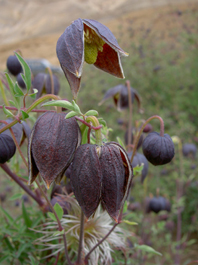 The Dusky Bells of the Black Tibetana