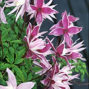 C. alpina 'Markham's Pink'