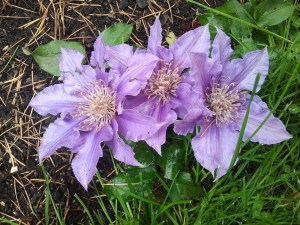 Clematis Bijou, a ground-cover clematis