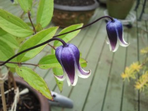 Clematis Shizuki