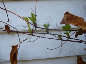 Clematis 'Fair Rosamond' before pruning, showing old leaves and leaf stems