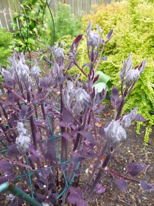 Clematis recta 'Purpurea'