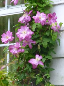 Clematis Asao