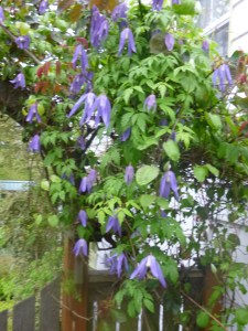 Clematis Blue Dancer
