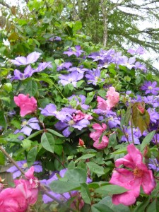 Clematis Will Baron with Rosa mutabilus