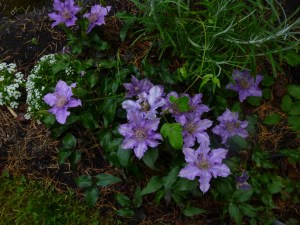 Clematis Bijou as a groundcover