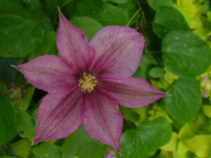 Clematis Caroline, just starting her show.