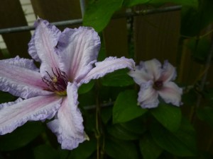 Clematis Ekstra