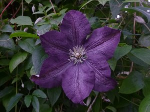 First Blossom of Clematis Etoile Violette (must be 5" wide!)