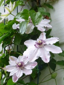 Clematis Fair Rosamond, winding down