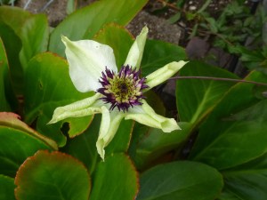 First ever bloom on my new Clematis florida 