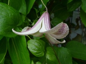 First of Many for my Recently Moved Clematis Pagoda