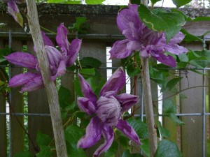 Clematis Proteus