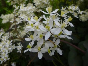Lounger (non-climber) Clematis recta purpurea