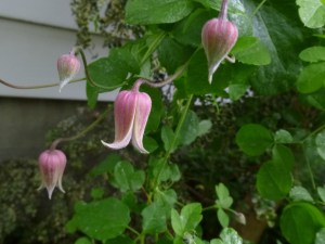 Clematis Sonnette--adorable!