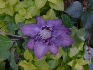 Clematis Vyvyan Pennell (first bloom ever after four years of wilt!)