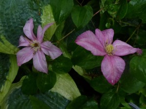 Clematis Caroline