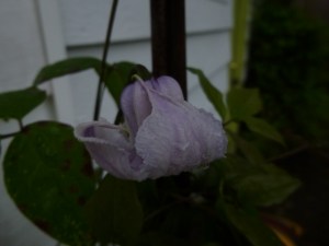 First bloom on my new Clematis Crispa