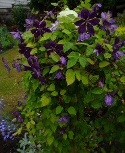 Dark and sultry Clematis Negrityanka