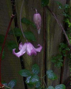 Dainty Clematis Odoriba