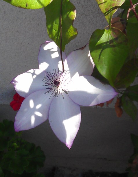 Clematis Utopia?  or is it Clematis Omoshiru?  or maybe Clematis Fond Memories?  Whichever it is, I want all three.
