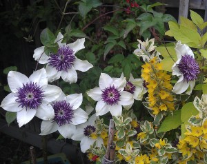 Clematis florida 'Sieboldii'