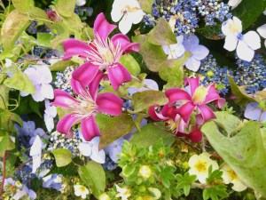 Clematis Sir Trevor Lawrence (a texensis hybrid)