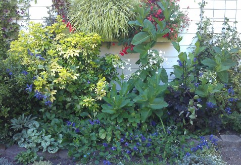 Clematis Sizaia Ptitsa lounging about