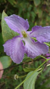 Clematis Betty Corning