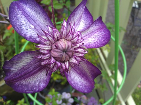 Closeup of Clematis Cassis