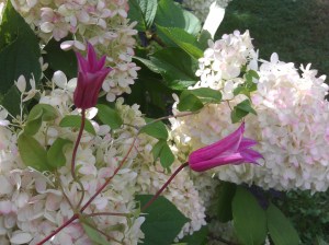 Clematis Duchess of Albany Growing through a Hydrangea