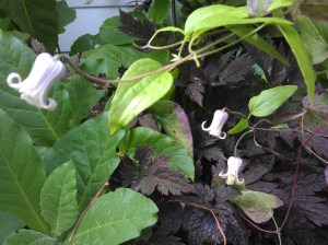 Clematis Hakuju with a dark-leaved Actea (aka Cimicifuga)
