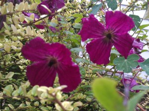 Clematis Kermisina