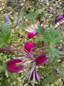 Clematis Lady Bird Johnson