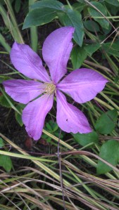 Clematis Madame Baron Veillard