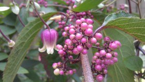 Clematis viorna with the lavender berries of Beauty Berry