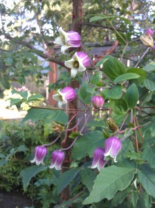 Clematis viorna, Blooming Since Early July!