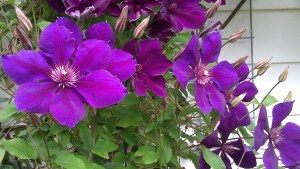 Clematis Gipsy Queen