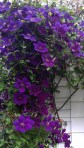 A Cascade of Clematis Gipsy Queen