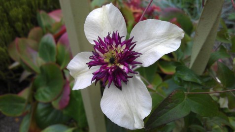 Close-Up of Clematis florida sieboldii in September