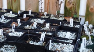 Seedlings needing attention.