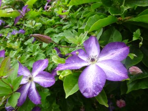 Clematis venosa violacea