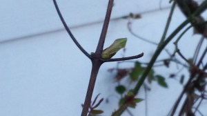 Clematis Jacqueline du Pre (I think -- there are several clematis in this area)