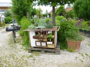 A good one for short clematis maybe?