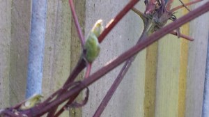 Clematis Proteus