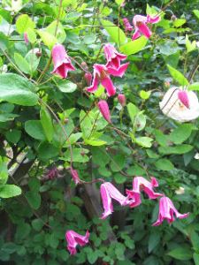 Downward-Facing Blooms of C. Etoile Rose