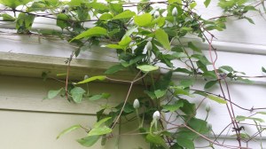 Clematis Fair Rosamond