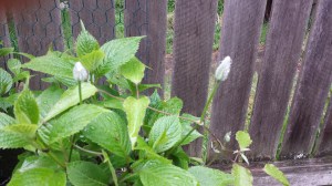 Clematis First Lady in bud