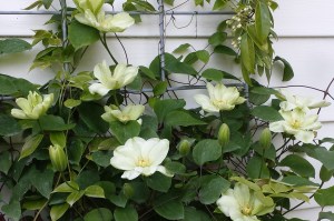 A cluster of Guernsey Cream blooms just two days later