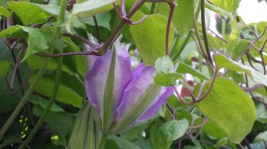 Clematis Will Baron, acting shy